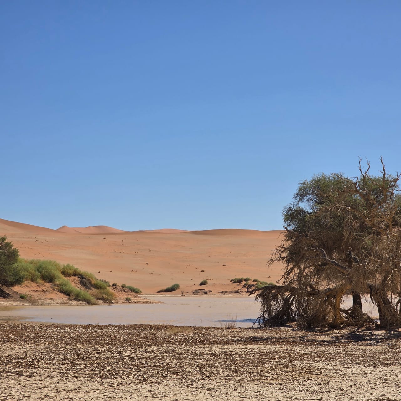 Lone tree in Deadvlei