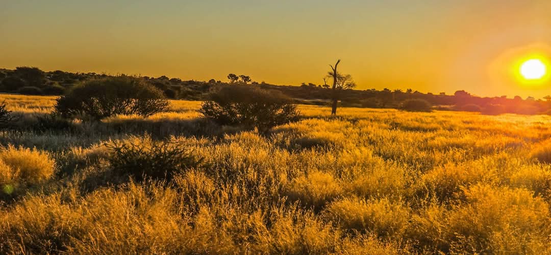 Kalahari grass at sunrise