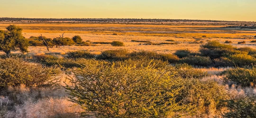 Kalahari grass at sunset