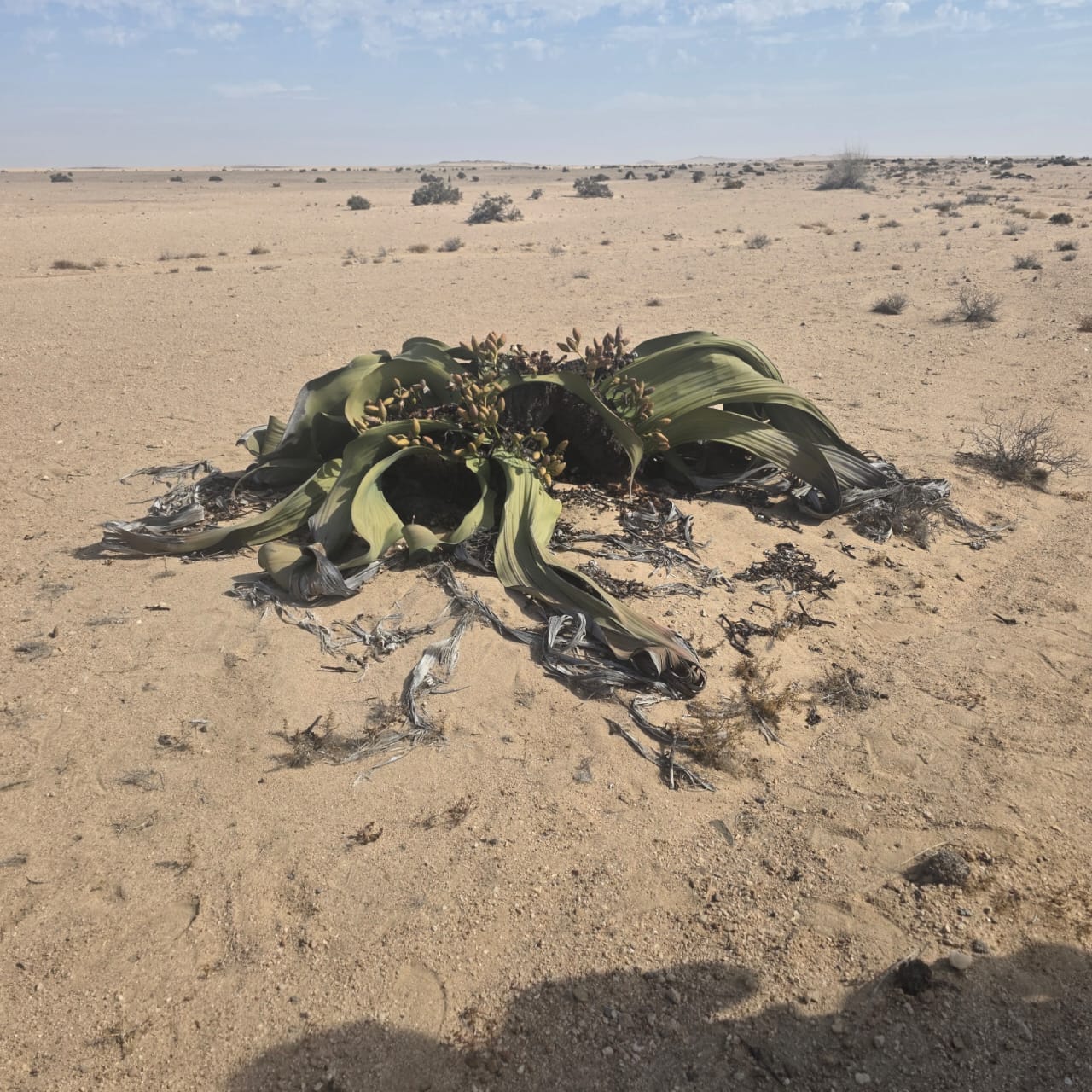 Welwitschia mirabilis plant