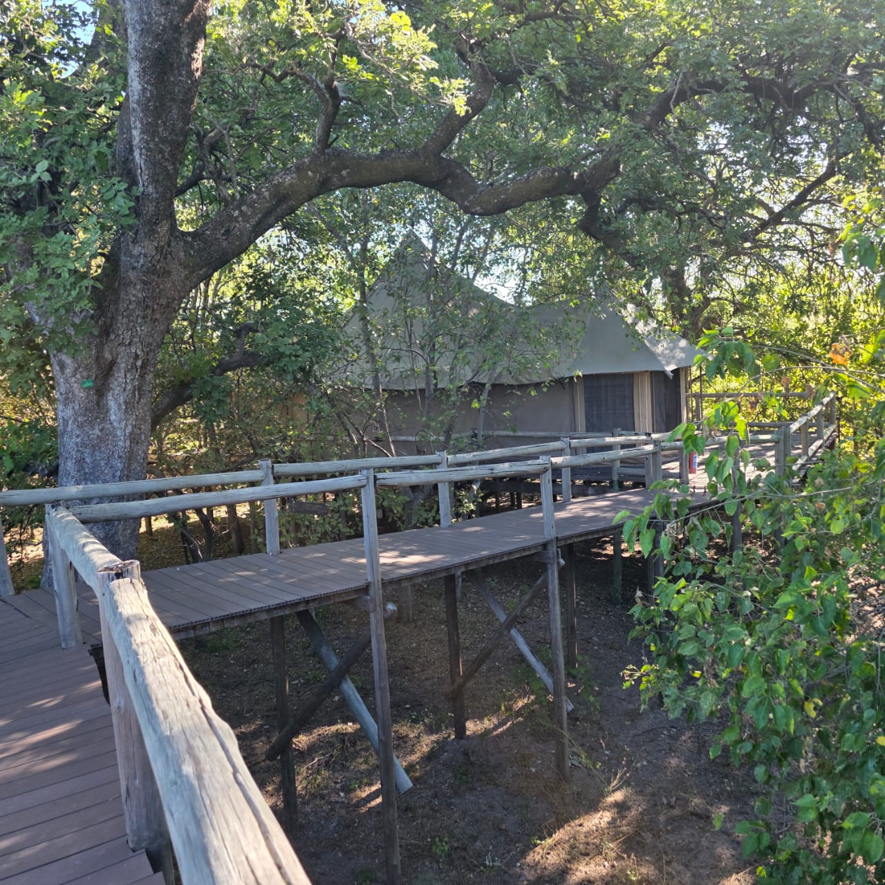 Tented camp on raised boardwalk