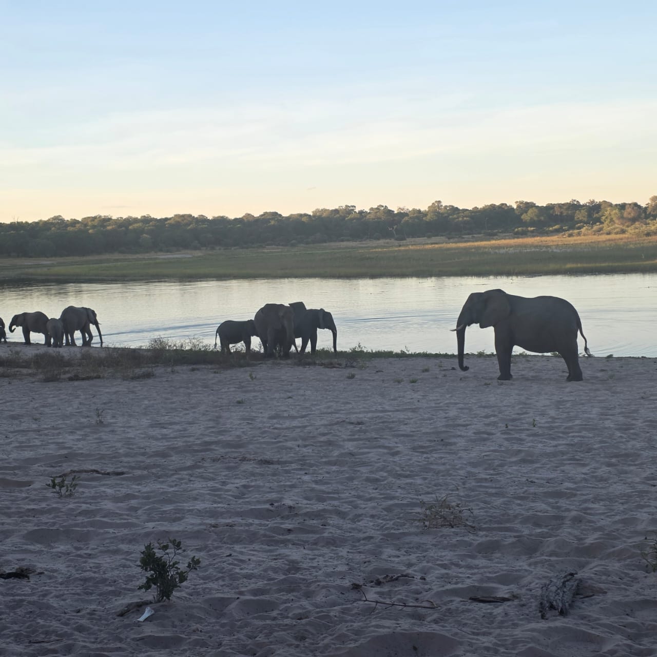 Elephants at Chobe river sunset