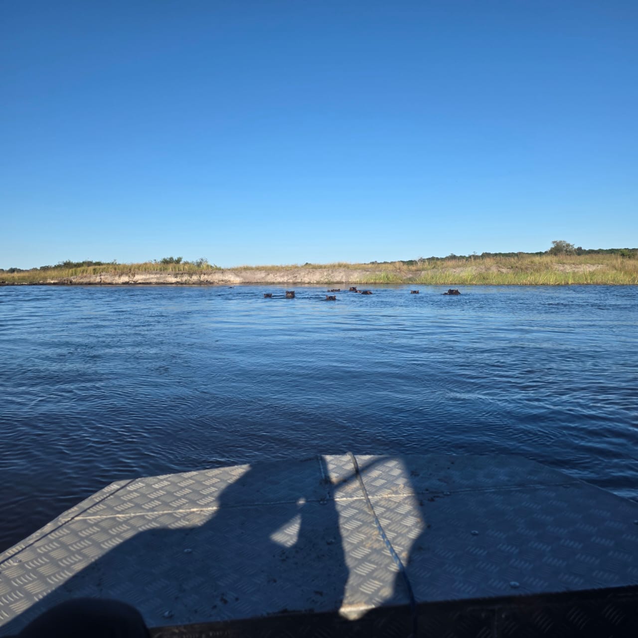 Hippos in the Zambezi