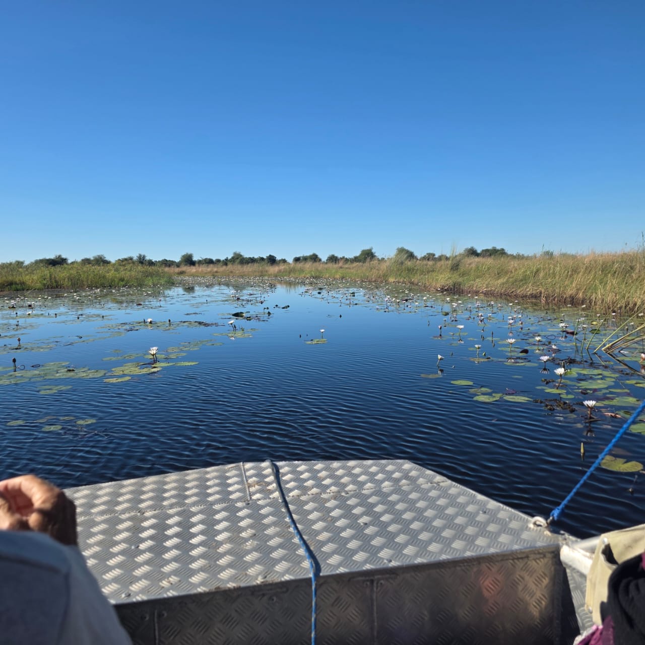 Okavango boat with water lilies