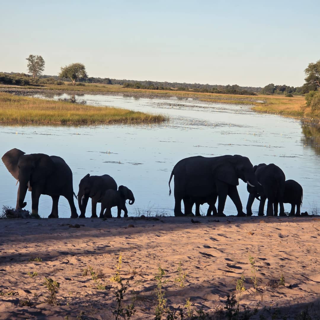 Elephant family at the water