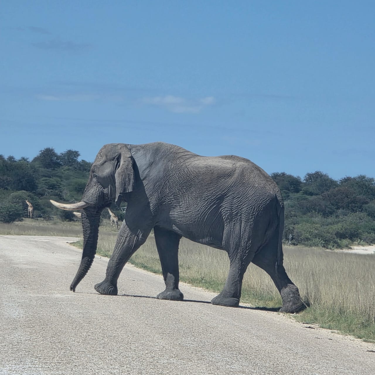 Elephant crossing road, giraffes in the distance