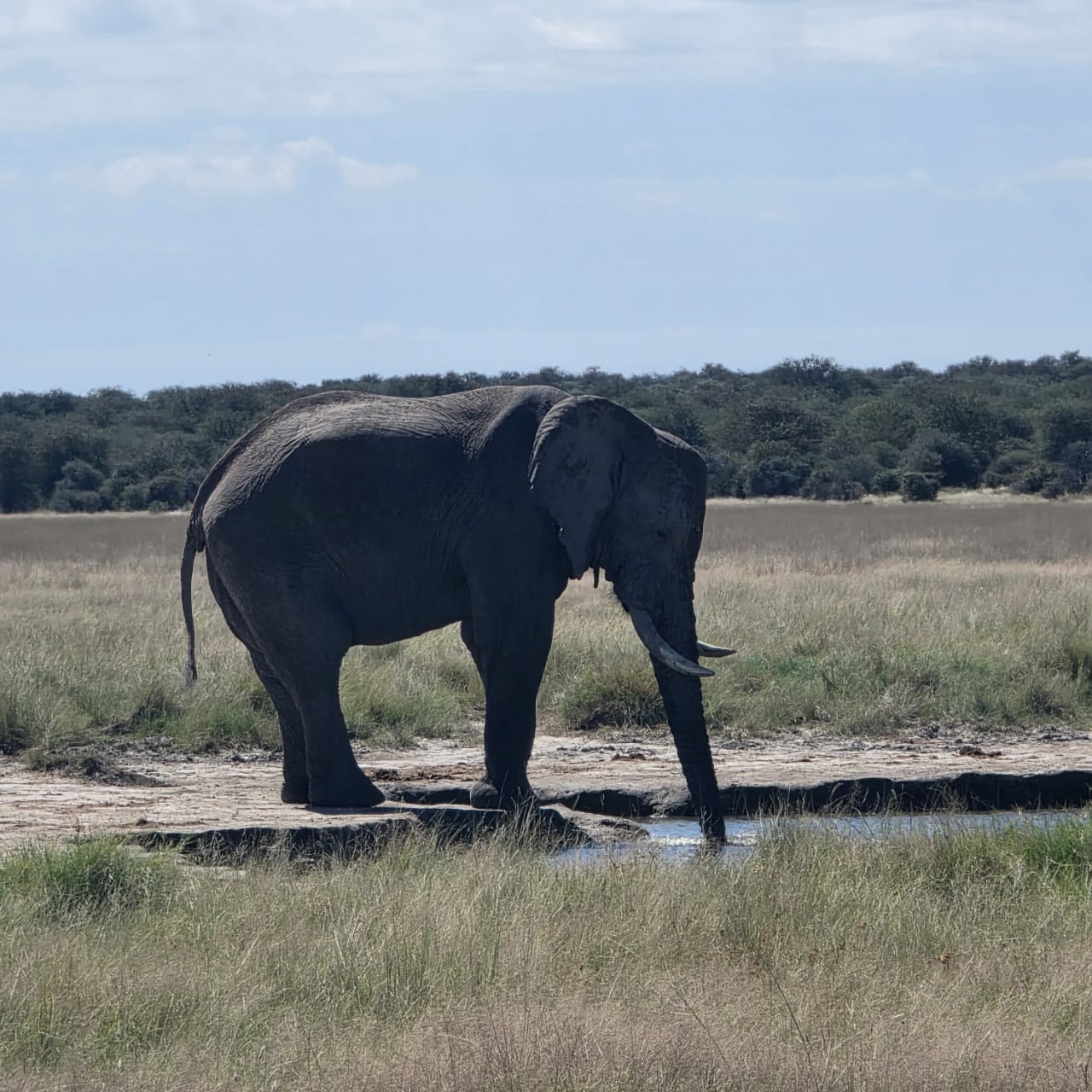 Lone elephant at Etosha waterhole