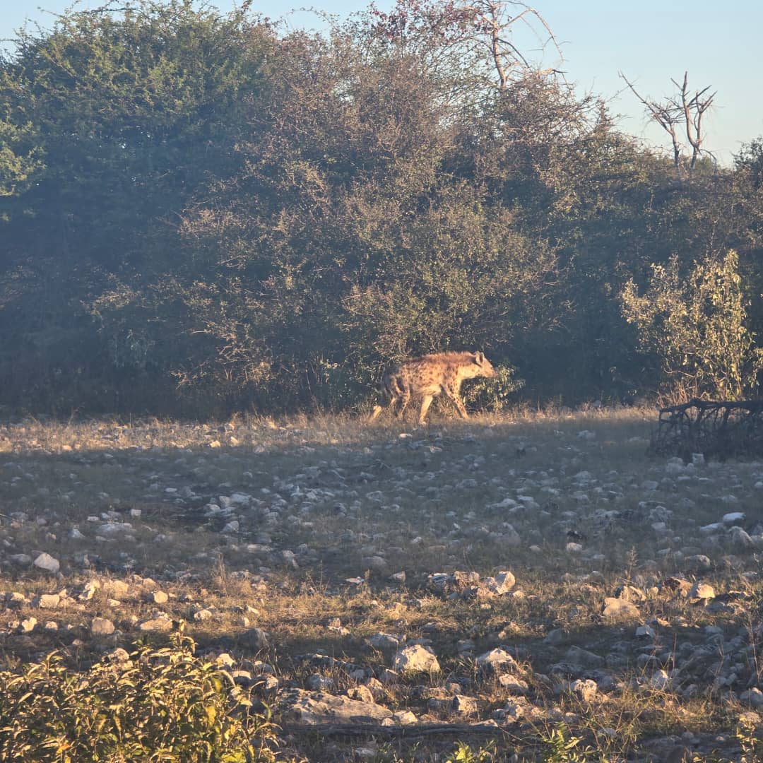 Hyena at first light