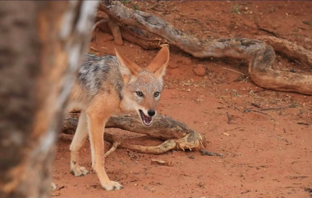 Black-backed jackal close up
