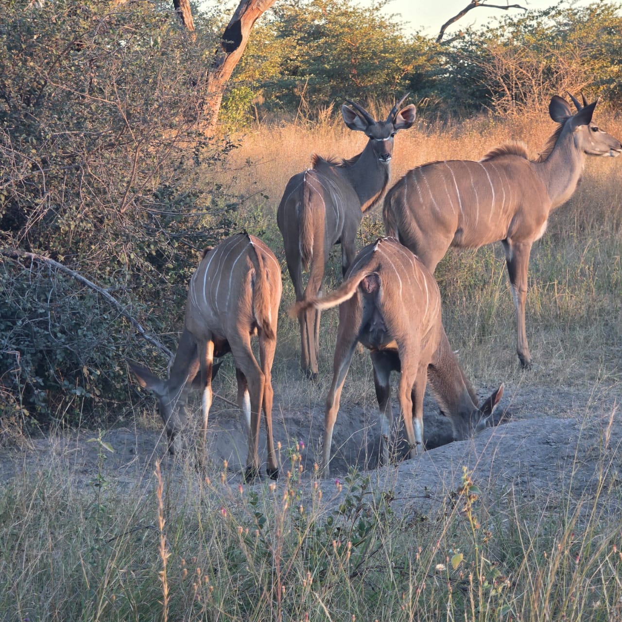 Kudus at golden hour