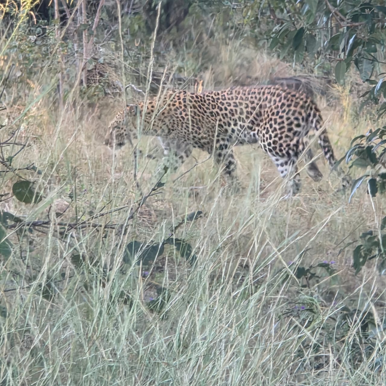 Leopard in tall grass