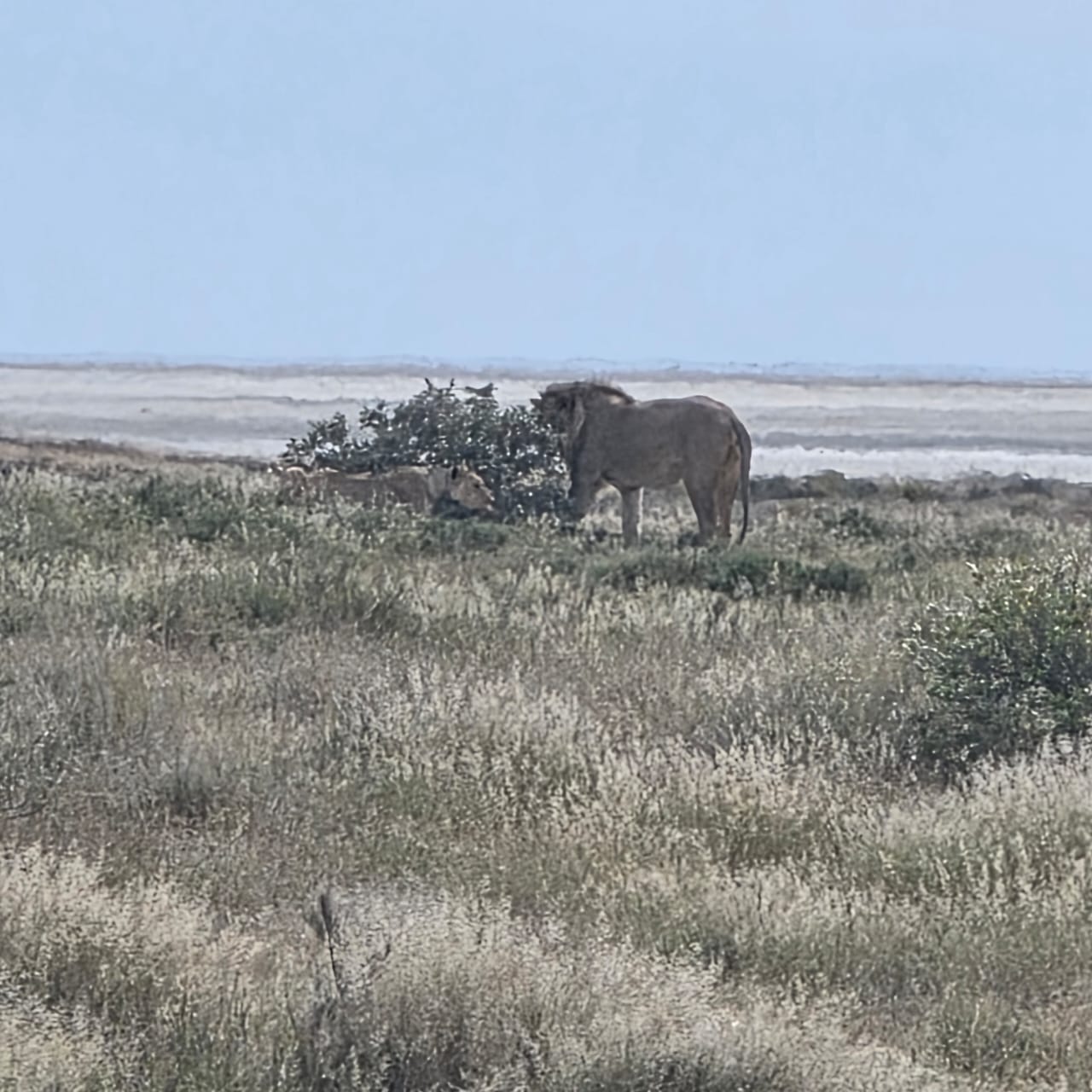 Lion on the Etosha pan