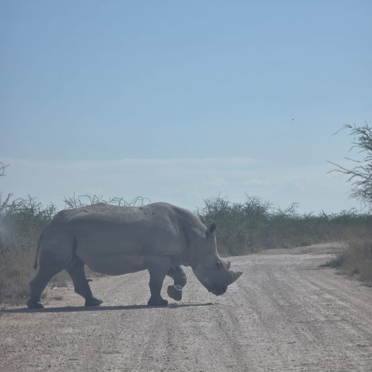 White rhino crossing a dusty road
