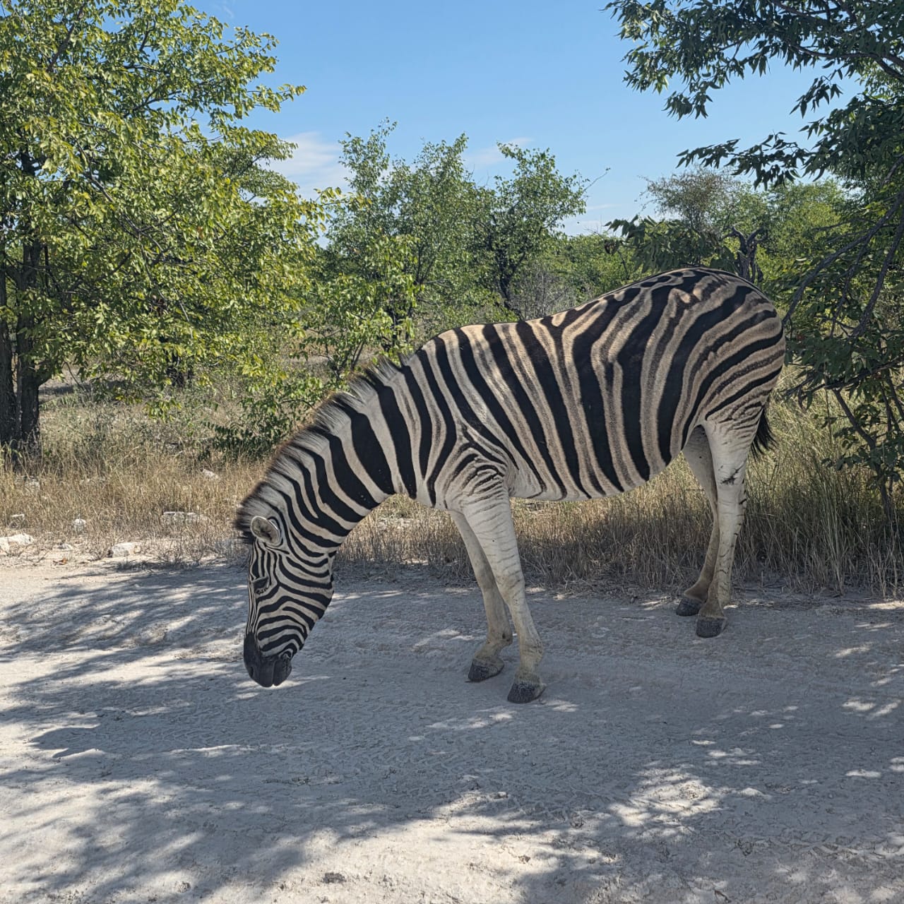 Zebra grazing under acacia